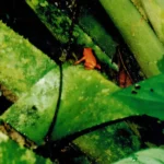 Centraal_Amerika_Costa_Rica4-oranje-gifkikkertjesifkikkertjesrika_Costa_Rica4-oranje-gifkikkertjesifkikkertjes