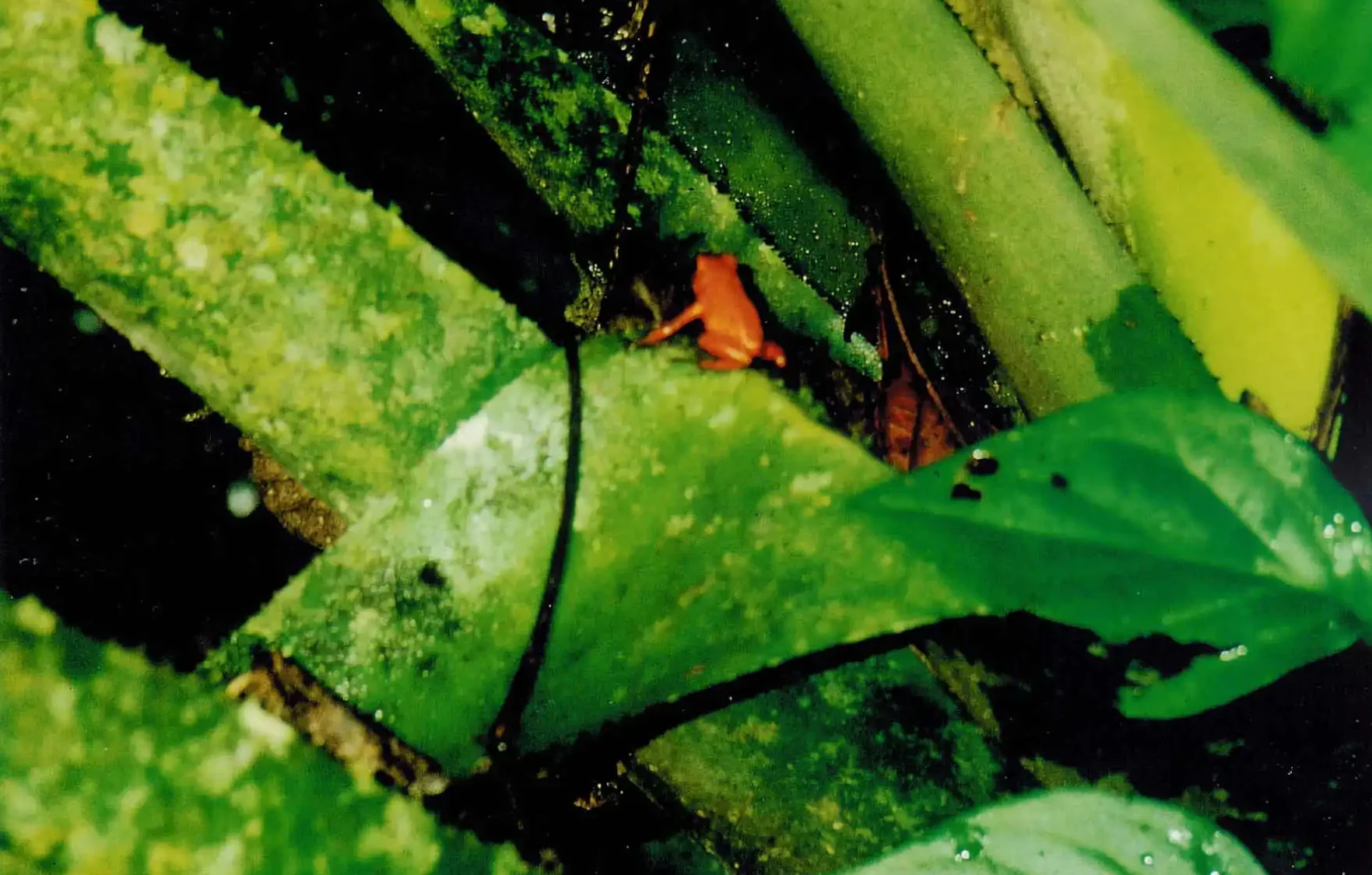 Centraal_Amerika_Costa_Rica4-oranje-gifkikkertjesifkikkertjesrika_Costa_Rica4-oranje-gifkikkertjesifkikkertjes Centraal_Amerika_Costa_Rica4-oranje-gifkikkertjesifkikkertjesrika_Costa_Rica4-oranje-gifkikkertjesifkikkertjes